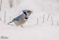 Backyard-Birds-Winter-2025-3
