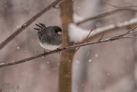 Backyard-Birds-Winter-2025-30