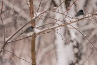 Backyard-Birds-Winter-2025-31