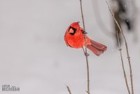 Backyard-Birds-Winter-2025-32