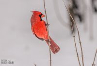 Backyard-Birds-Winter-2025-33