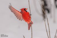Backyard-Birds-Winter-2025-34