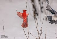 Backyard-Birds-Winter-2025-35