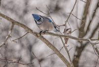 Backyard-Birds-Winter-2025-36