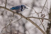 Backyard-Birds-Winter-2025-37