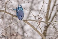 Backyard-Birds-Winter-2025-38