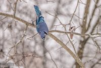 Backyard-Birds-Winter-2025-39