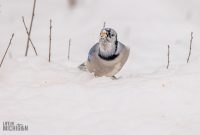 Backyard-Birds-Winter-2025-4