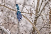 Backyard-Birds-Winter-2025-40