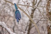 Backyard-Birds-Winter-2025-41