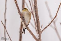 Backyard-Birds-Winter-2025-42