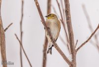 Backyard-Birds-Winter-2025-43