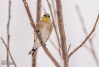 Backyard-Birds-Winter-2025-44