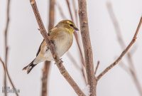 Backyard-Birds-Winter-2025-45
