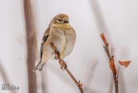 Backyard-Birds-Winter-2025-46