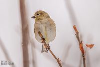 Backyard-Birds-Winter-2025-47