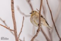 Backyard-Birds-Winter-2025-48