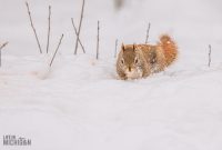 Backyard-Birds-Winter-2025-49