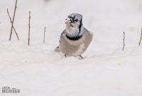 Backyard-Birds-Winter-2025-5