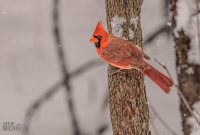 Backyard-Birds-Winter-2025-50