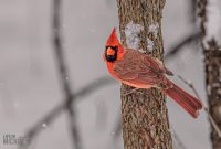 Backyard-Birds-Winter-2025-51