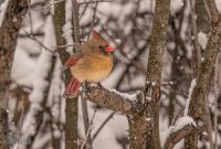 Backyard-Birds-Winter-2025-52