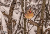 Backyard-Birds-Winter-2025-53