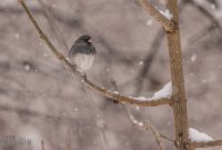 Backyard-Birds-Winter-2025-54