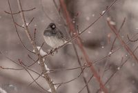 Backyard-Birds-Winter-2025-55