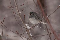 Backyard-Birds-Winter-2025-56
