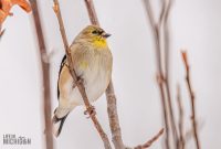 Backyard-Birds-Winter-2025-57