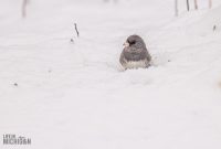 Backyard-Birds-Winter-2025-58
