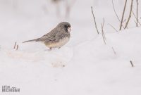 Backyard-Birds-Winter-2025-59