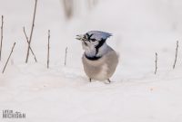Backyard-Birds-Winter-2025-6