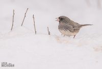 Backyard-Birds-Winter-2025-60