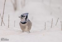 Backyard-Birds-Winter-2025-7