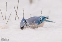 Backyard-Birds-Winter-2025-8