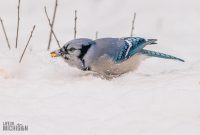 Backyard-Birds-Winter-2025-9