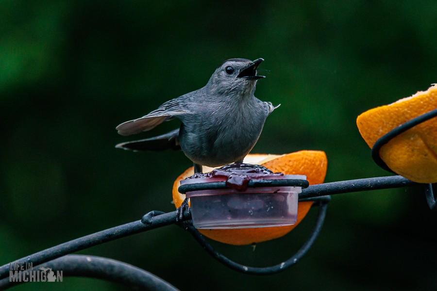 Backyard-Birds-Spring-2026-18