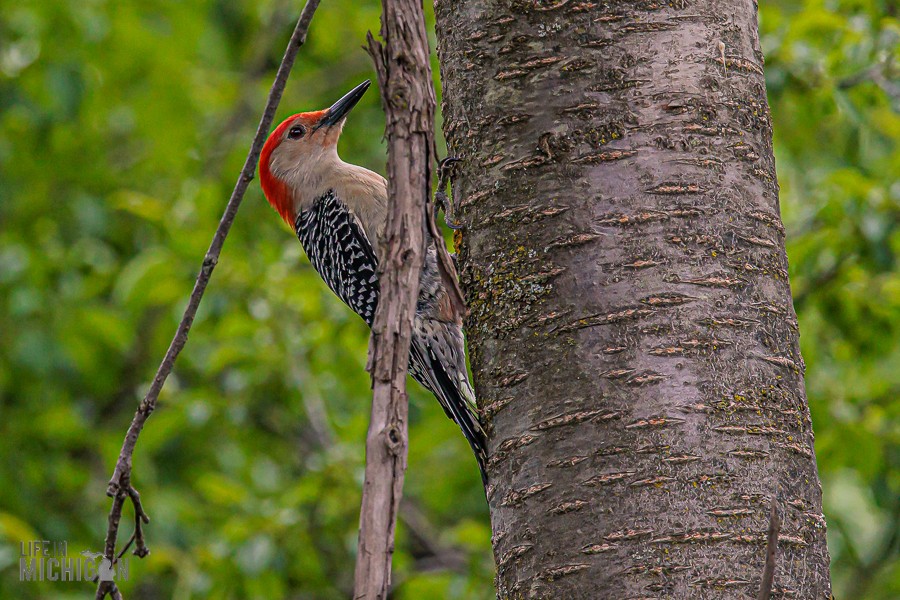 Backyard-Birds-Spring-2026-21