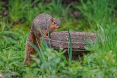 Backyard-Birds-Spring-2026-1