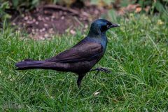 Backyard-Birds-Spring-2026-10