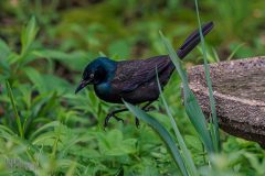 Backyard-Birds-Spring-2026-11