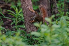 Backyard-Birds-Spring-2026-12