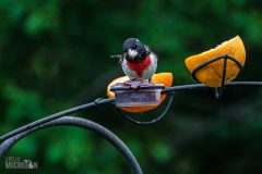 Backyard-Birds-Spring-2026-14