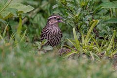Backyard-Birds-Spring-2026-15