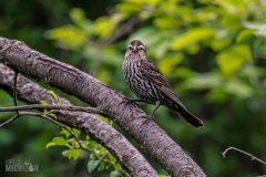 Backyard-Birds-Spring-2026-16