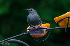 Backyard-Birds-Spring-2026-17