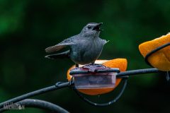 Backyard-Birds-Spring-2026-18