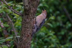 Backyard-Birds-Spring-2026-19
